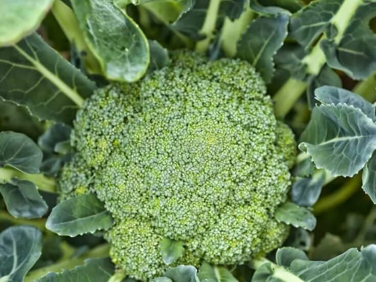 Капуста брокколи фото на грядке как выглядит 20 Incompatible Combative Plants that Could Ruin Your Garden Broccoli plant, Bro