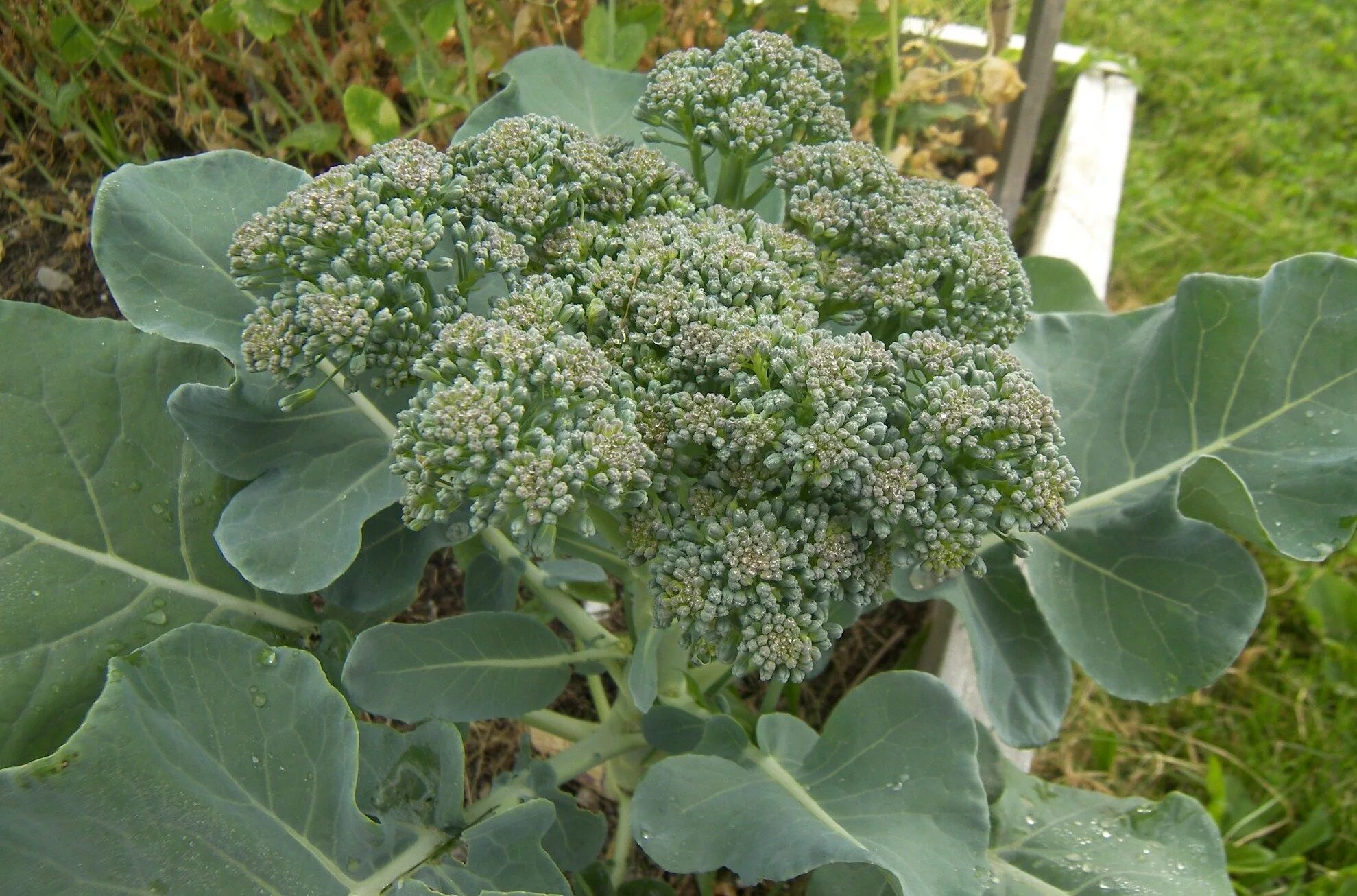 Капуста брокколи фото на грядке как выглядит Zone 5 Gardening: Broccoli Actual link below: http://www.almanac.com/plant/brocc