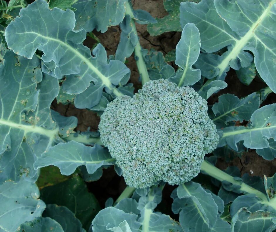 Капуста брокколи фото на грядке как выглядит Broccoli Green Calabrese Sprouting - The Seed Warehouse