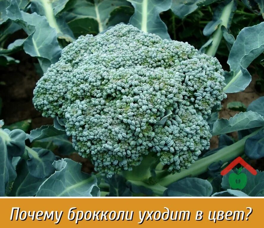 Капуста брокколи фото на грядке как выглядит Следует знать, что брокколи, в отличие от цветной капусты, рано или поздно... Ин