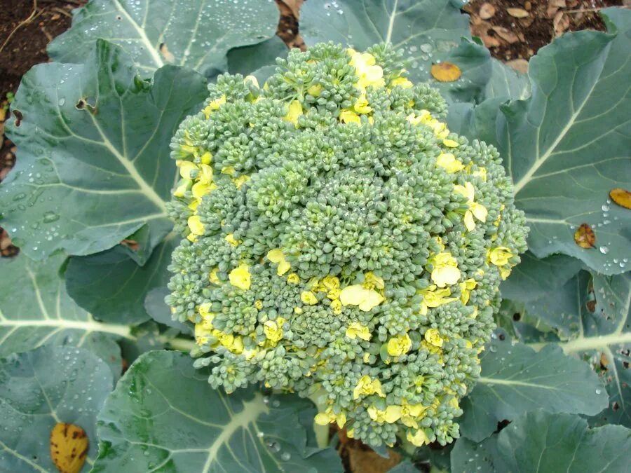 Капуста брокколи фото на грядке как выглядит Gardening: Bodacious Broccoli - Cross Timbers Gazette Southern Denton County Flo