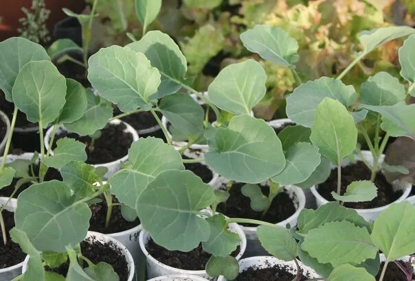 Капуста брокколи фото рассады I sell seedlings of tomatoes (Siberian), broccoli cabbage and white cabbage. The
