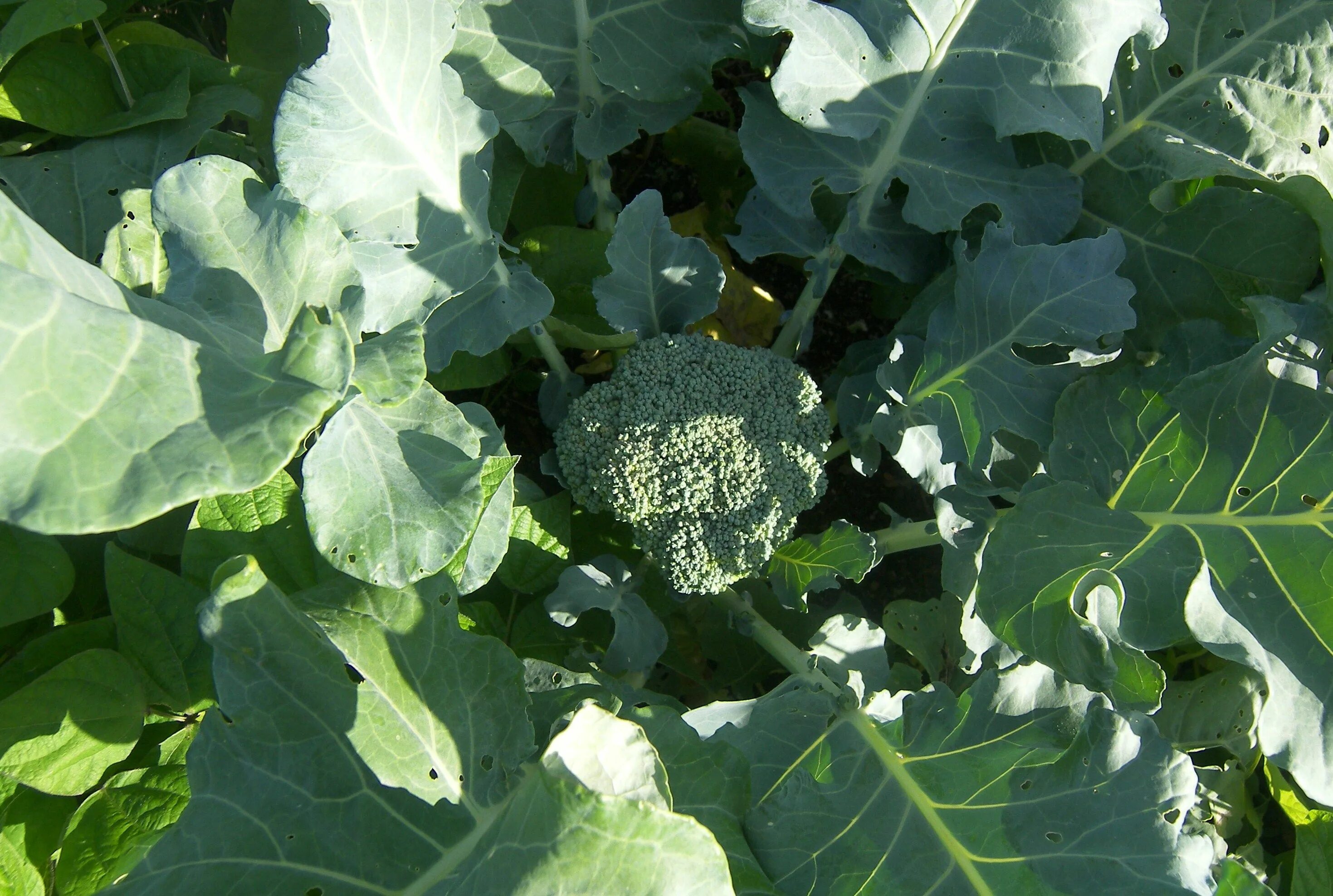 Капуста брокколи фото рассады Top 12 shade tolerant vegetables and herbs for a shady garden Идеи посадки расте