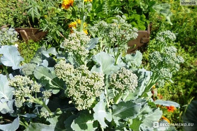 Капуста брокколи фото тонус Семена Капуста Брокколи Тонус Урожайная грядка "Седек" - "Вкусная, полезная и ур