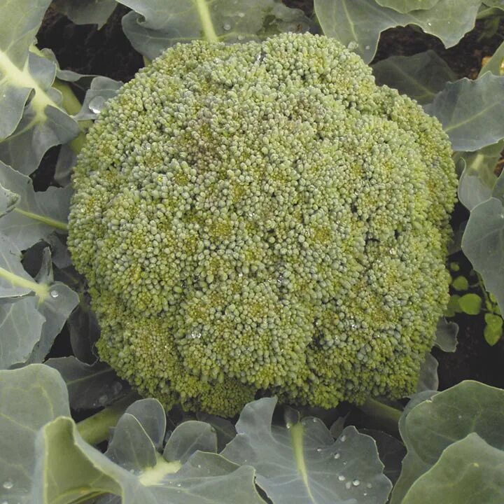 Капуста брокколи фото тонус Семена Капуста брокколи Тонус: описание сорта, фото - купить с доставкой или поч