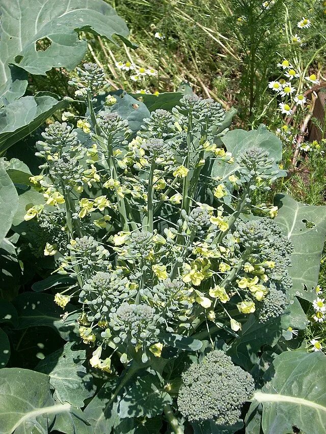 Капуста брокколи как цветет фото File:Broccoli flowers 2525385935 e13d4de4c4 b.jpg - Wikipedia