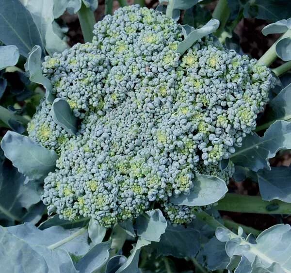 Капуста брокколи как цветет фото Rare Heirloom Varieties for Growing Broccoli - Grit