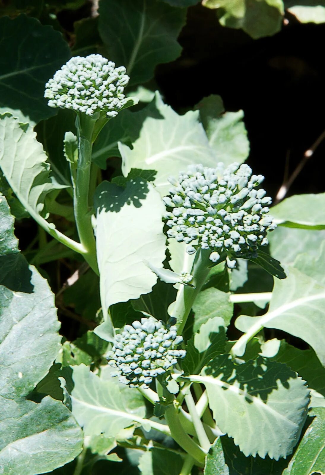 Капуста брокколи как цветет фото Broccoli Growing Stages, What are the Growing Stages of Broccoli? Learn Each One