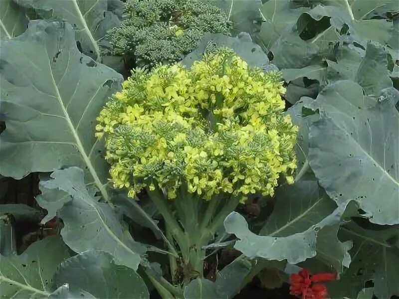 Капуста брокколи как цветет фото What the flowering broc will look like Broccoli, Cabbage, Vegetables