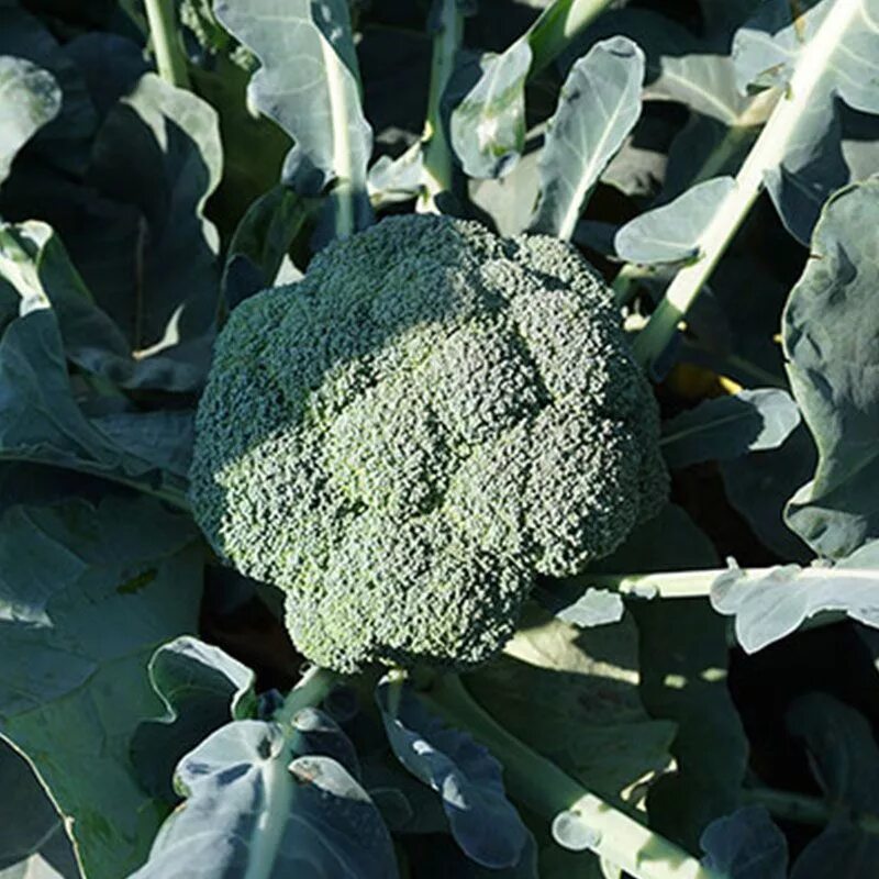 Капуста брокколи монако описание сорта фото Монако F1 семена брокколи Syngenta купить, выгодная цена в Украине