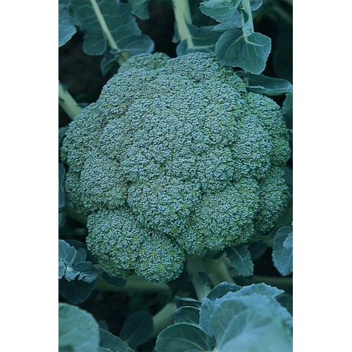 Капуста брокколи монако описание сорта фото Купить Монако F1 в Алматы - Agroasia