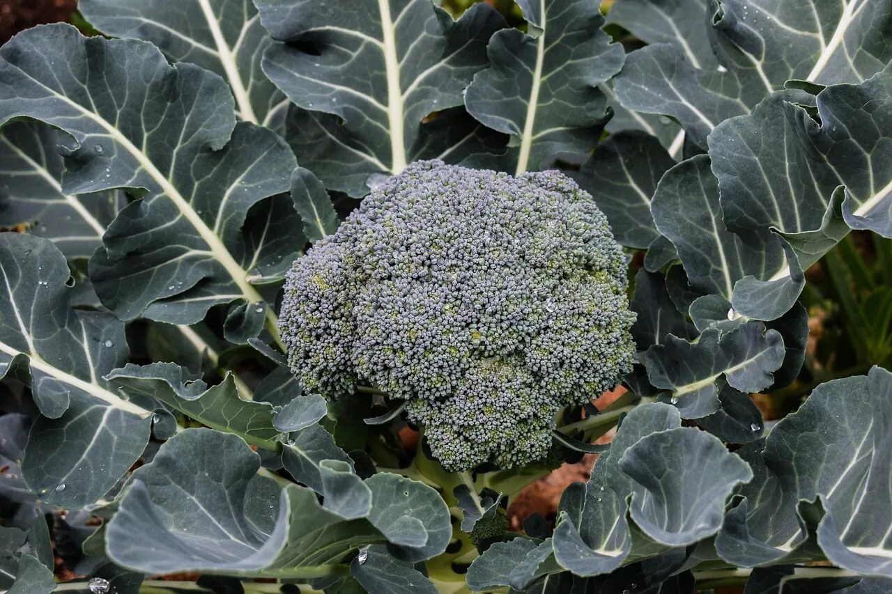 Капуста брокколи описание фото Broccoli Calabrese Sprouting (140+ Seeds) - Florida Seed & Garden