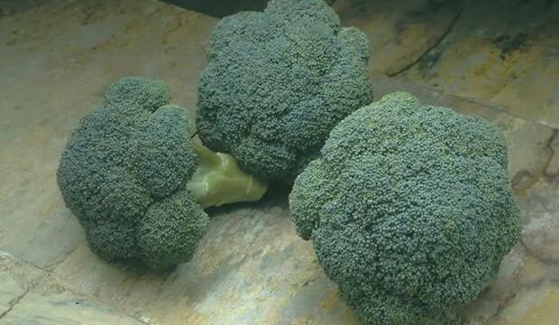 Капуста брокколи описание фото Купить семена КАПУСТА БРОККОЛИ в Ассортименте /СибСад/ 1 шт в Новосибирске - Дом