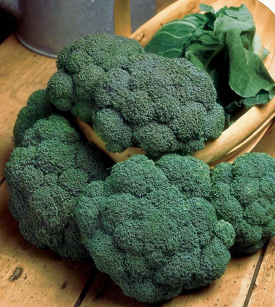 Капуста брокколи описание сорта фото Calabrese Samson F1 40 Vegetable Seeds - VIRIDIS HORTUS