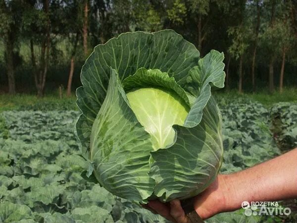 Капуста бронко описание сорта фото отзывы Капуста белокачанная купить в Краснодаре Товары для дома и дачи Авито