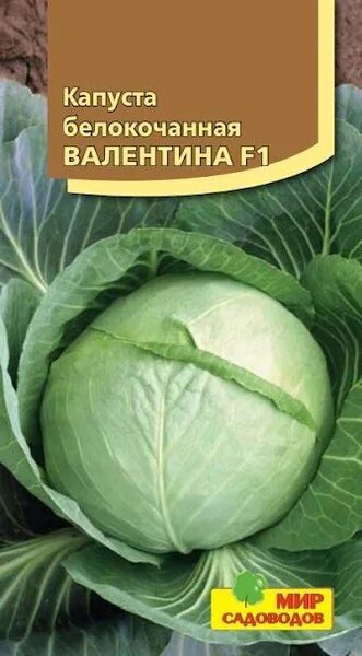 Капуста бруно описание сорта фото отзывы Капуста Мир Садоводов Капуста белокочанная "Валентина F1" - купить по выгодным ц