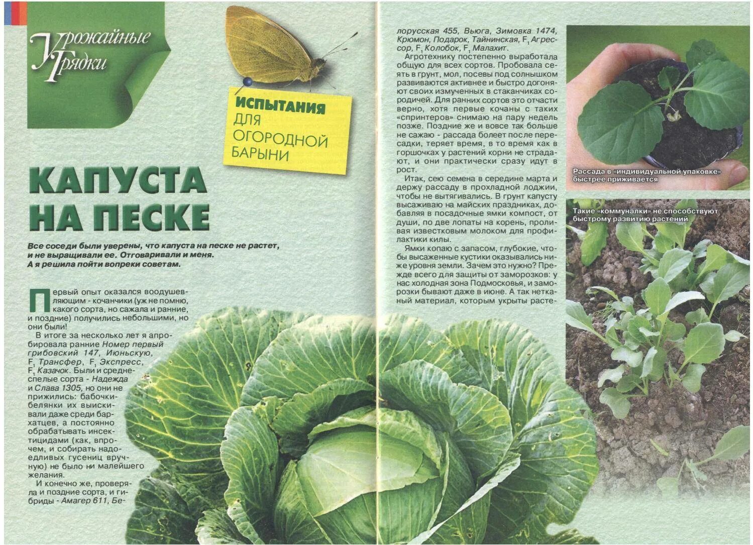 Капуста бруно описание сорта фото отзывы Крюмон капуста фото - Arhids.ru