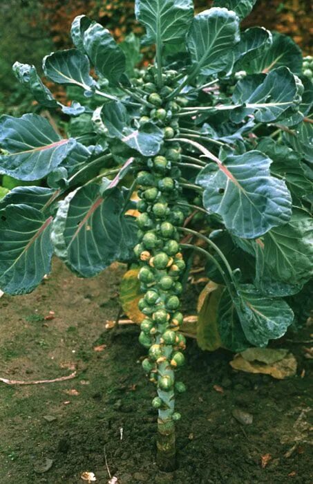Капуста брюсе фото брюссельская Growing Brussels Sprouts Backyard Diva Edible garden, Fruit garden, Veggie garde