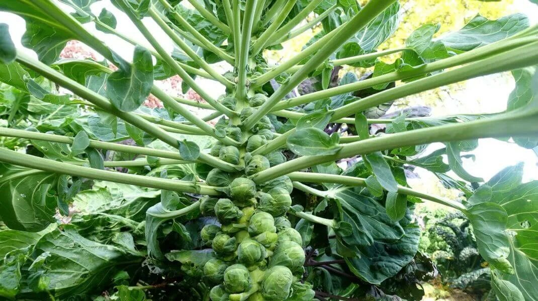 Капуста брюссельская фото выращивание choux de Bruxelles potager Le potager