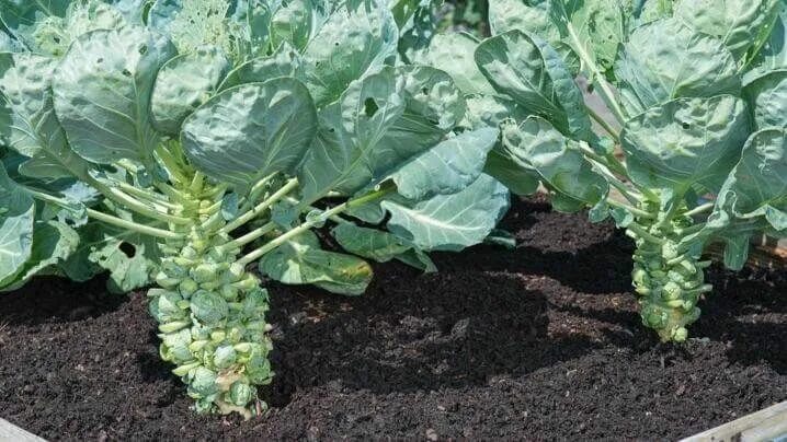 Капуста брюссельская фото выращивание How to Grow Brussels Sprouts