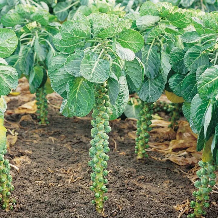 Капуста брюссельская фото выращивание brussels sprout probably one of the most unusual plants Broccoli plant, Pepper p