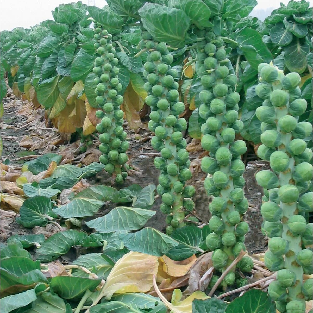 Капуста брюссельская фото выращивание Brussels Sprout Brendan F1 - Kings Seeds Direct