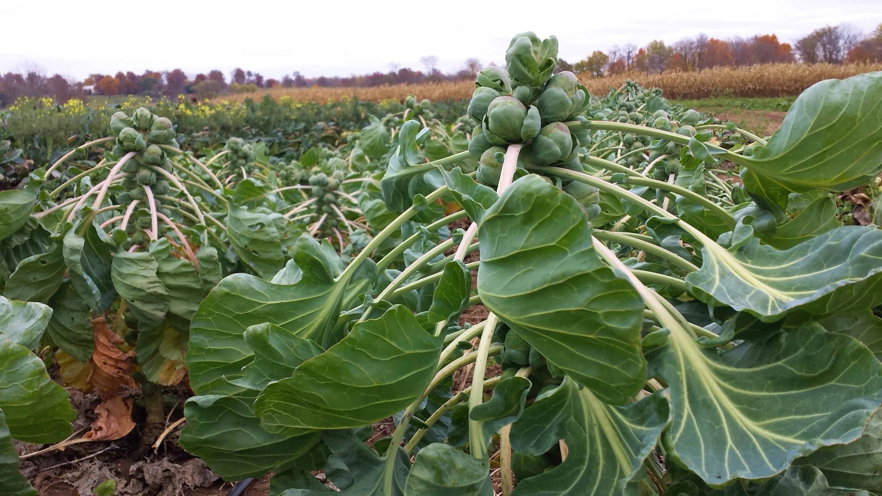 Капуста брюссельская фото выращивание Open Farm' November 15! High Meadow Farm CSA