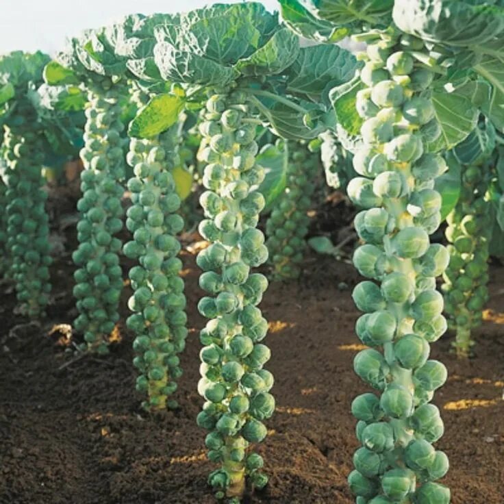 Капуста брюссельская фото выращивание How To Grow Brussel Sprouts Successfully The First Time in 2020 (With images) Or