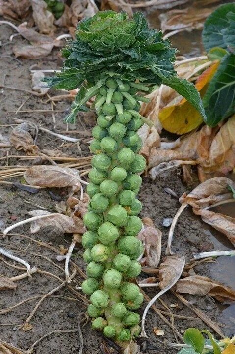 Капуста брюссельская фото выращивание If You Know How Brussels Sprouts Grow, This Post Is Not For You Sprouts, Differe