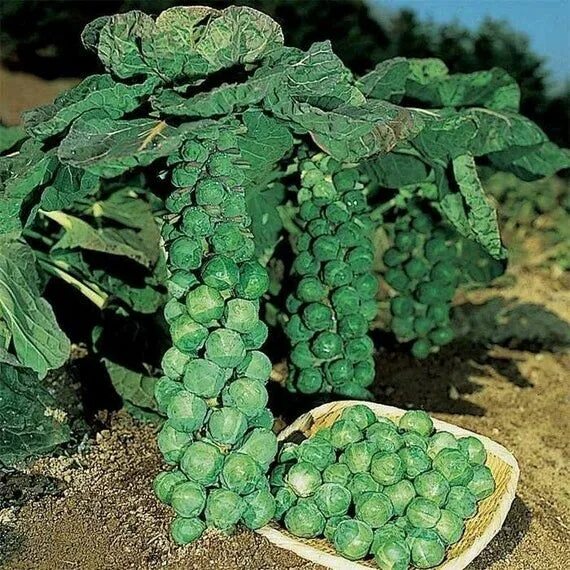 Капуста брюссельская фото выращивание Jade Cross (Hybrid) Brussels Sprout Seeds Brussel sprouts, Fall plants, Survival