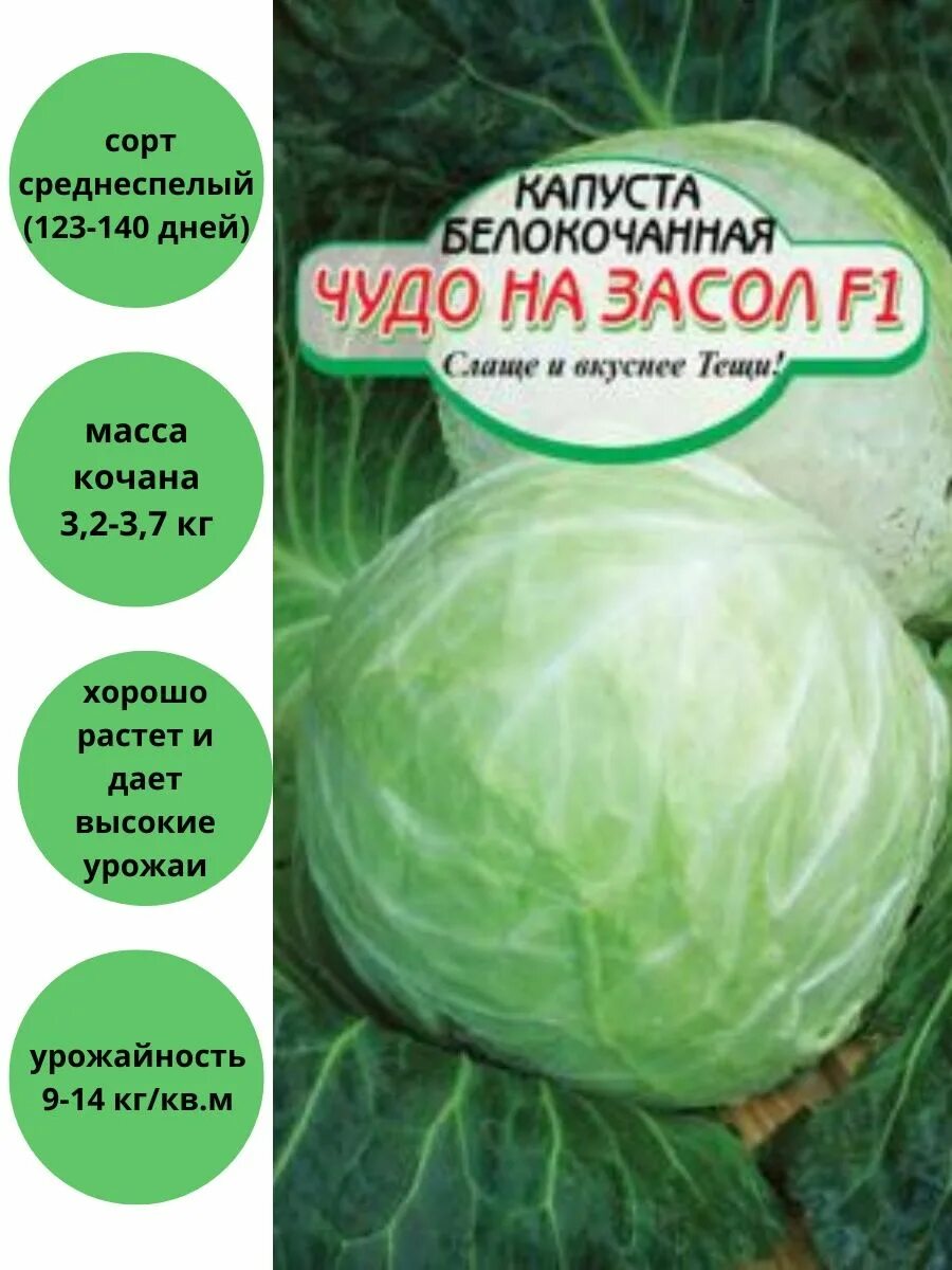 Капуста чудо описание сорта фото отзывы Капуста Чудо на Засол белокочанная Сибирские сортовые семена 81347880 купить в и