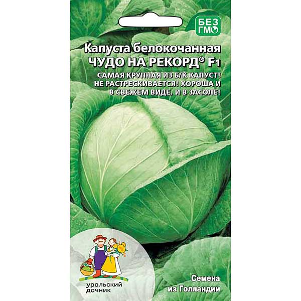Капуста чудо описание сорта фото отзывы Купить Капуста Чудо на рекорд Симбиоз Марс Ц в интернет-магазине РУТРУМ. Доставк