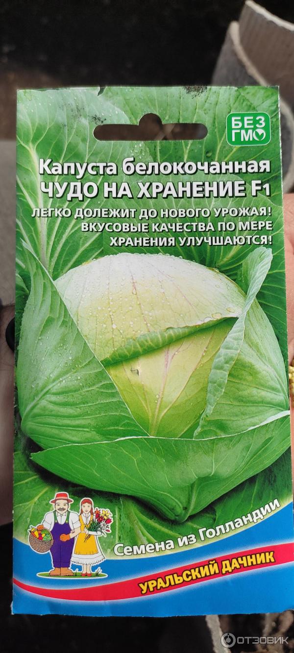Капуста чудо описание сорта фото отзывы Отзыв о Семена Уральский дачник капуста белокочанная "Чудо на хранение F1" Всё ч