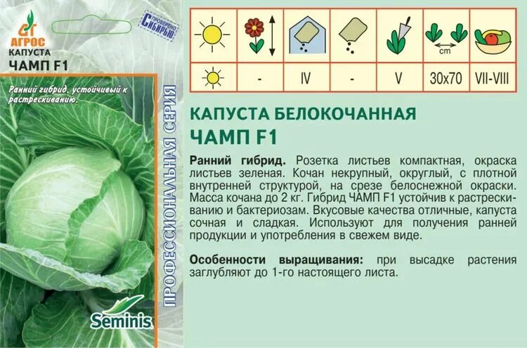 Капуста дайкон фото и описание сорта Семена Капуста б/к Чамп F1: описание сорта, фото - купить с доставкой или почтой
