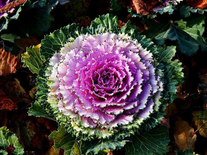 Капуста декоративная фото с тонкими листьями Una Flor!! Ornamental kale, Flowers, Beautiful roses