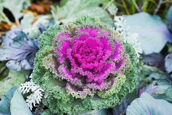 Капуста декоративная фото с тонкими листьями 16 Winter Flowers for a Colorful Cold-Weather Garden Garden Design