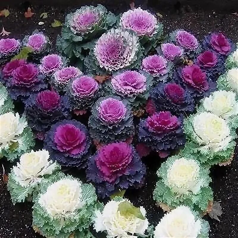 Капуста декоративная краски востока фото Ornamental Cabbage Seeds (Brassica Oleracea) 100+Seeds - Under The Sun Seeds - 3