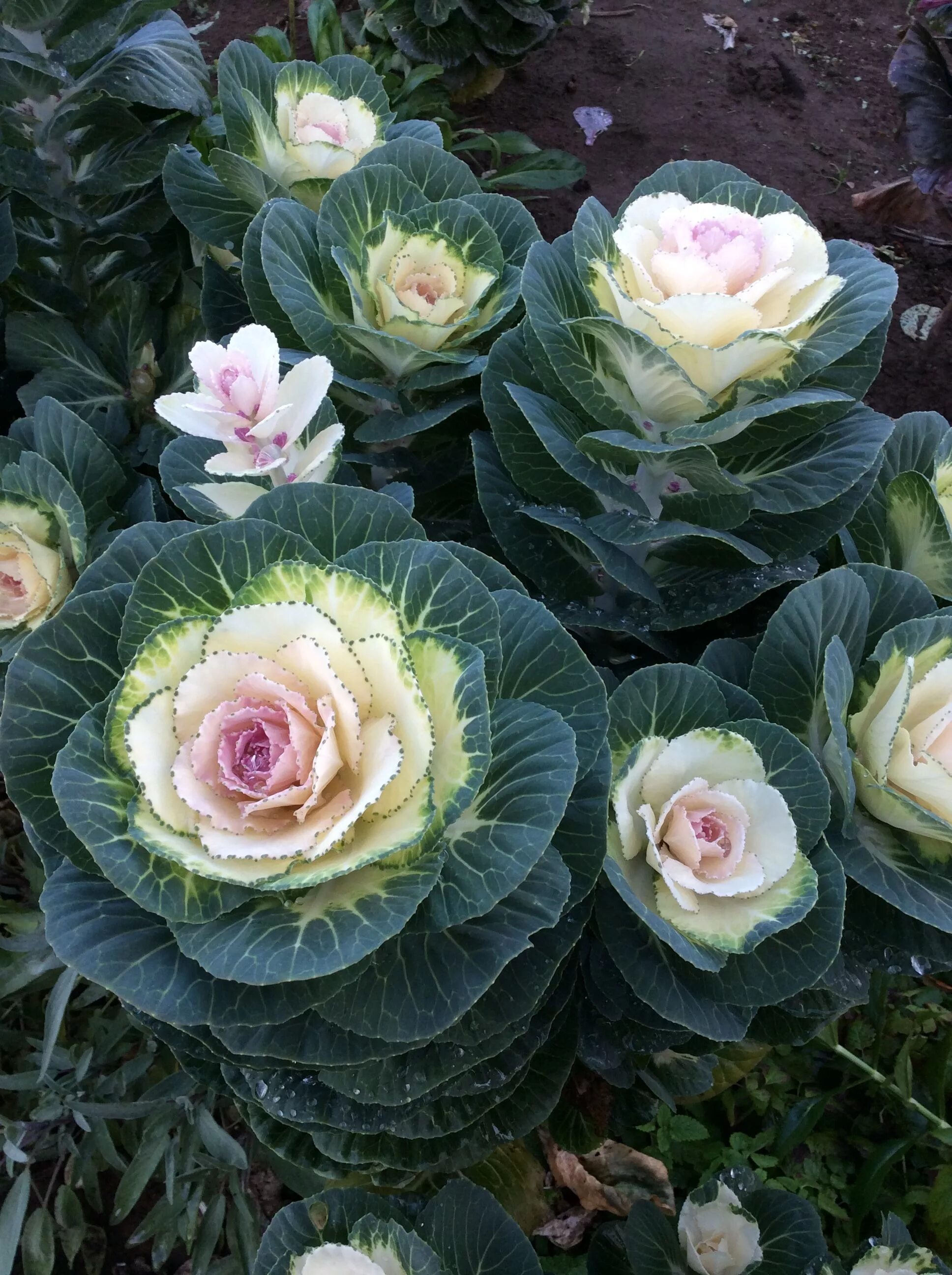 Капуста декоративная крейн красная фото Flowering Kale (White Crane) Seeds bought from William Dam Seeds, Ont. Canada Ca