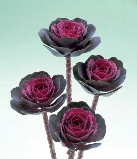 Капуста декоративная крейн красная фото Pin on gardening