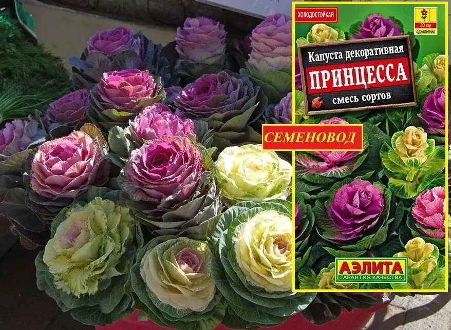 Капуста декоративная крейн красная фото Семена Цветов Капуста - купить в интернет-магазине OZON по низкой цене
