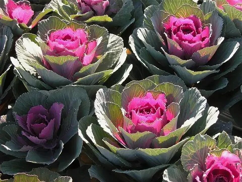 Капуста декоративная крейн красная фото Ornamental kale "Crane red" - a hybrid variety with good uniformity. Ornamental 