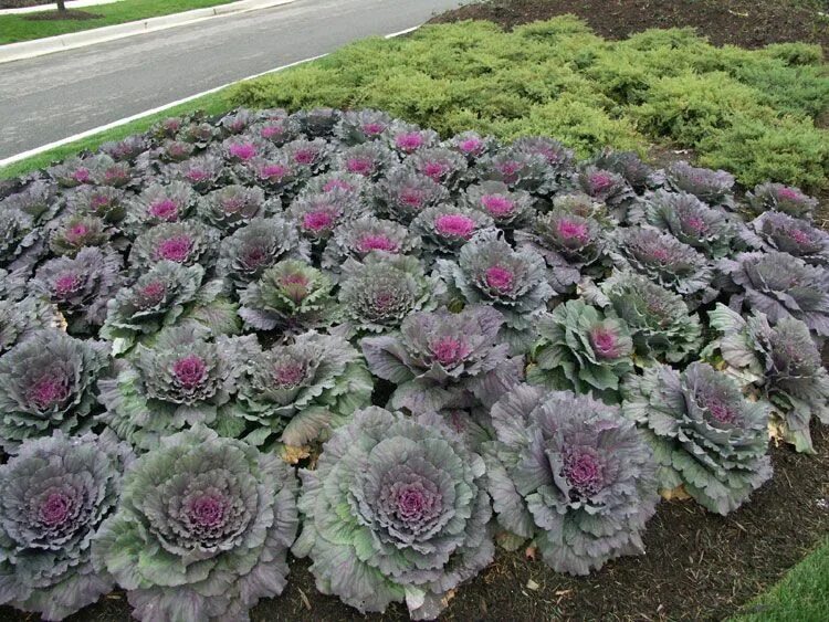 Капуста декоративная крейн красная фото Ornamental cabbage Ornamental cabbage, Backyard plants, Lawn care