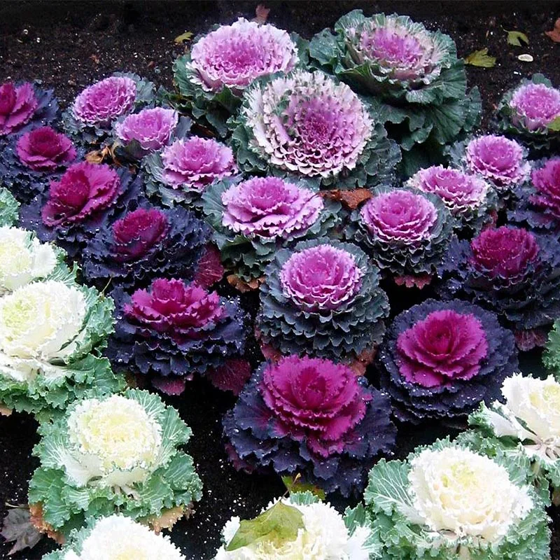 Капуста декоративная крейн красная фото Капуста Брассика Декоративная (лат. Brassica Oleracea var. Acephala) СЕМЕНА 35шт