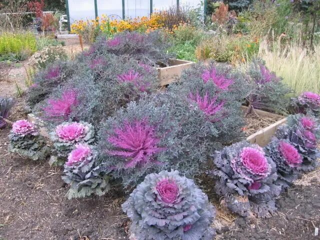 Капуста декоративная крейн красная фото Pin on Ornamental Cabbage & Kale