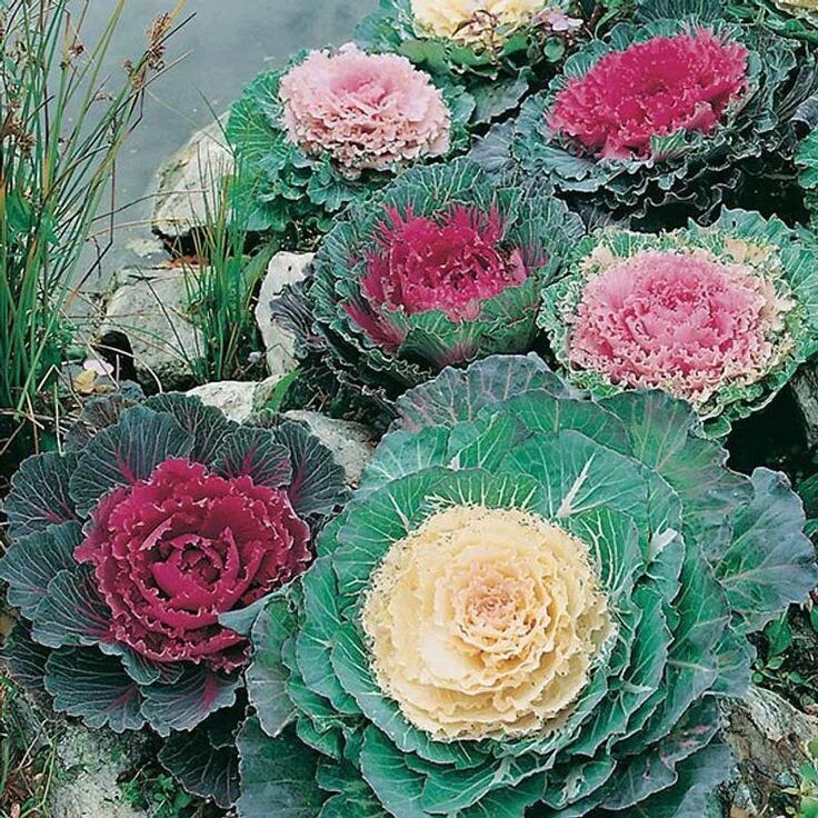 Капуста декоративная крейн красная фото 50 Pcs Ornamental Kale Flowering Seeds-Brassica Oleracea-Beautiful and decorativ