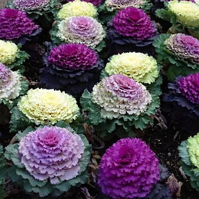 Капуста декоративная посадка фото Капуста Брассика Декоративная (лат. Brassica Oleracea var. Acephala) СЕМЕНА 35шт