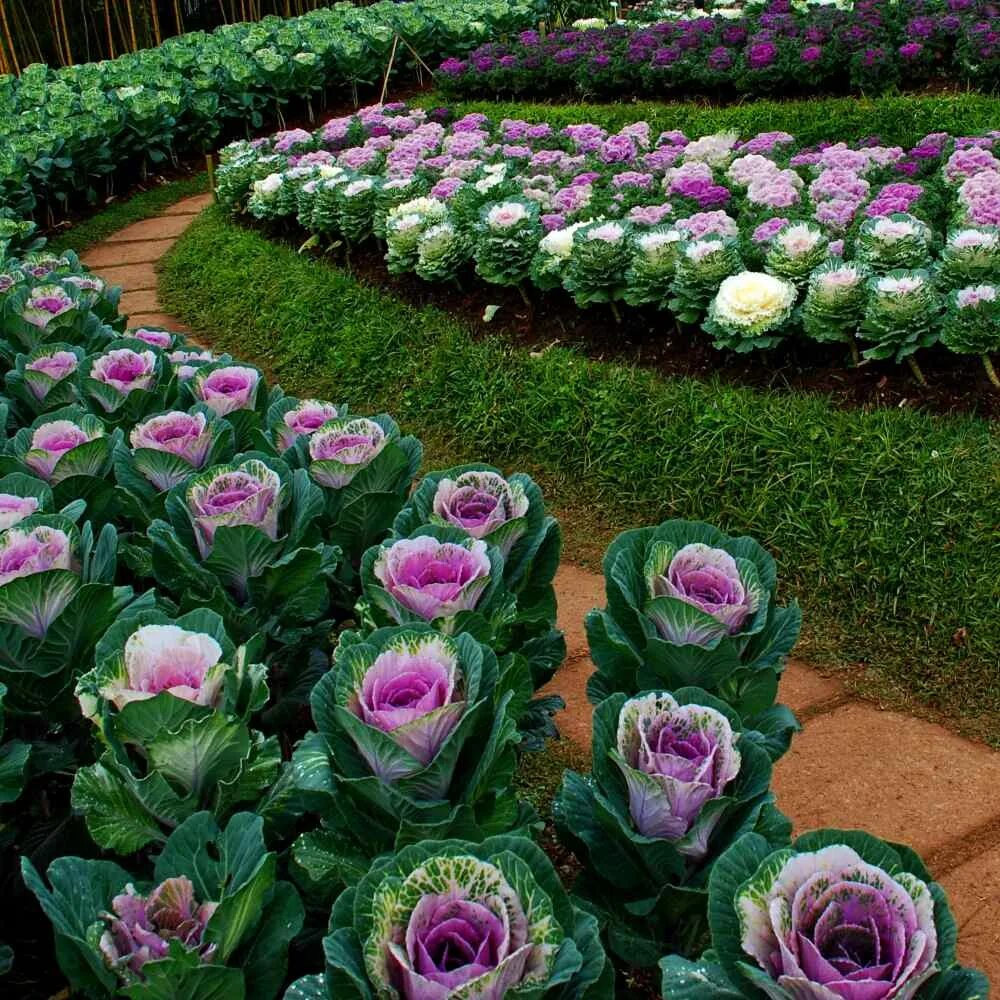 Капуста декоративная посадка фото Ornamental Cabbage Seeds For Planting - Ornamental Brassica Flower Seed