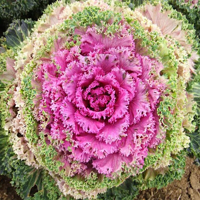 Капуста декоративная посадка фото Капуста Брассика Декоративная (лат. Brassica Oleracea var. Acephala) СЕМЕНА 35шт