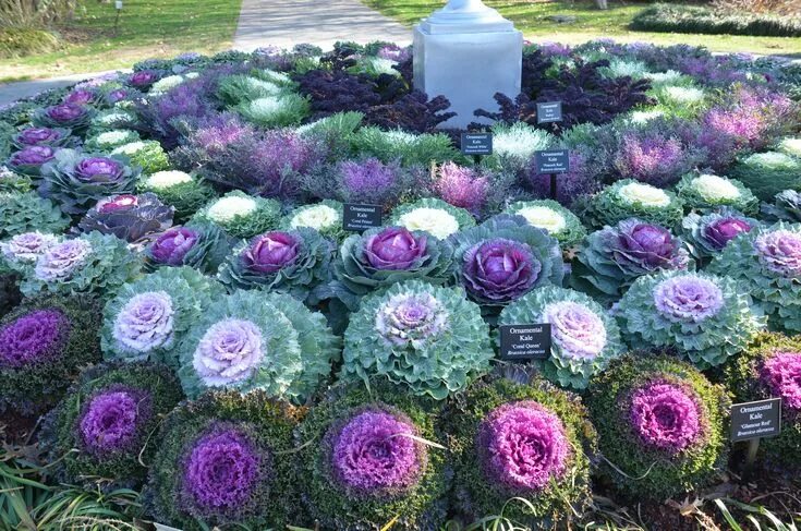 Капуста декоративная посадка фото Collection of Flowering Kale at Dallas Arboretum in Winter 2013 Fall flowers gar