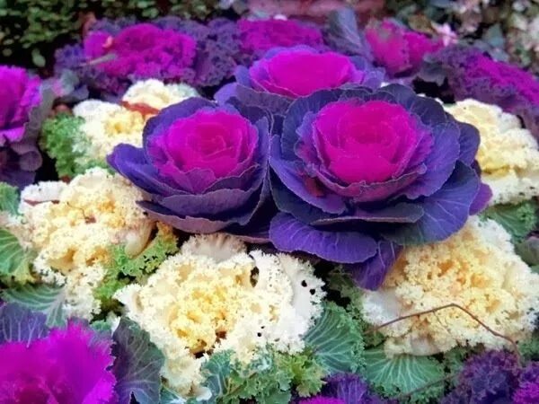 Капуста декоративная посадка и уход фото The color Purple.... Plantas comestíveis, Jardinagem em recipientes, Flores boni
